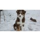 Australian Shepherd Dog Welpen - Hündin