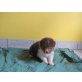 Australian Shepherd Dog Welpen - Hündin