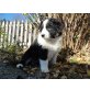 Australian Shepherd Dog Welpen - Hündin
