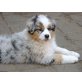 Australian Shepherd Dog Welpen - Hündin