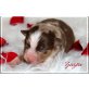 Australian Shepherd Dog Welpen - Hündin