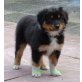 Australian Shepherd Dog Welpen - Hündin