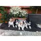 Australian Shepherd Dog Welpen - Hündin