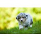 Australian Shepherd Dog Welpen - Hündin
