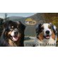 Australian Shepherd Dog Welpen - Hündin