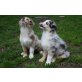 Australian Shepherd Dog Welpen - Hündin