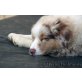 Australian Shepherd Dog Welpen - Hündin