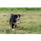 Australian Shepherd Dog Welpen - Hündin