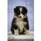 Australian Shepherd Dog Welpen - Hündin