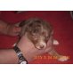 Australian Shepherd Dog Welpen - Hündin