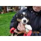 Australian Shepherd Dog Welpen - Hündin