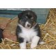 Australian Shepherd Dog Welpen - Hündin