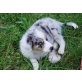 Australian Shepherd Dog Welpen - Hündin