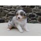 Australian Shepherd Dog Welpen - Hündin