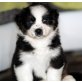 Australian Shepherd Dog Welpen - Hündin