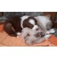 Australian Shepherd Dog Welpen - Hündin
