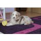 Australian Shepherd Dog Welpen - Hündin