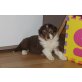 Australian Shepherd Dog Welpen - Hündin