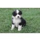 Australian Shepherd Dog Welpen - Hündin