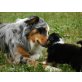 Australian Shepherd Dog Welpen - Hündin