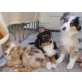 Australian Shepherd Dog Welpen - Hündin