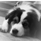 Australian Shepherd Dog Welpen - Hündin