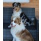 Australian Shepherd Dog Welpen - Hündin