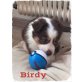 Australian Shepherd Dog Welpen - Hündin