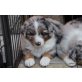 Australian Shepherd Dog Welpen - Hündin