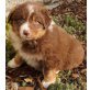 Australian Shepherd Dog Welpen - Hündin