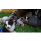 Australian Shepherd Dog Welpen - Hündin