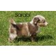 Australian Shepherd Dog Welpen - Hündin