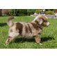 Australian Shepherd Dog Welpen - Hündin