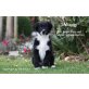 Australian Shepherd Dog Welpen - Hündin