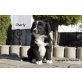 Australian Shepherd Dog Welpen - Hündin