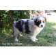 Australian Shepherd Dog Welpen - Hündin