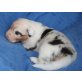 Australian Shepherd Dog Welpen - Rüde