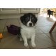 Australian Shepherd Dog Welpen - Rüde