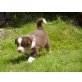 Australian Shepherd Dog Welpen - Rüde