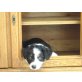 Australian Shepherd Dog Welpen - Rüde