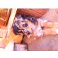 Australian Shepherd Dog Welpen - Rüde