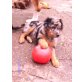 Australian Shepherd Dog Welpen - Rüde