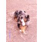 Australian Shepherd Dog Welpen - Rüde