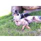 Australian Shepherd Dog Welpen - Rüde