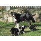 Australian Shepherd Dog Welpen - Rüde