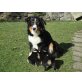 Australian Shepherd Dog Welpen - Rüde