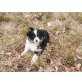 Australian Shepherd Dog Welpen - Rüde