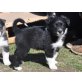 Australian Shepherd Dog Welpen - Rüde