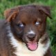 Australian Shepherd Dog Welpen - Rüde