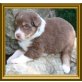 Australian Shepherd Dog Welpen - Rüde